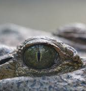 Estuarine Crocodile Tour