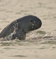 Dream Destination Chilika Tour