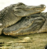 Explore Wild Bhitarakanika Tour